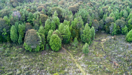 bosques gran chaco americano.jpg