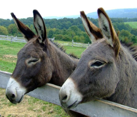 asno-burro.jpg