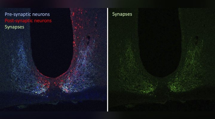 Neuronas pre y postsinápticas visualizadas con diferentes emisiones fluorescentes en el núcleo supraquiasmático del ratón. En verde, los contactos entre ellas..jpg