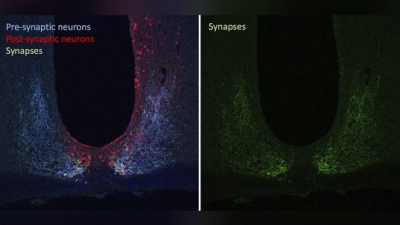 Comprueban por primera vez en mamíferos que las neuronas del reloj biológico se "remodelan" cada 24 horas