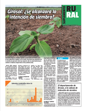 Girasol: ¿se alcanzará la intención de siembra?