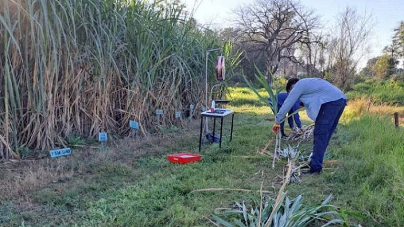 Estudio de la Unne demuestra viabilidad para producir caña de azúcar en el norte correntino