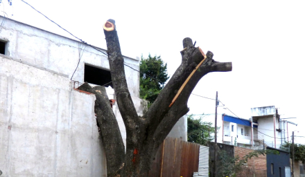 poda árbol 2.jpg