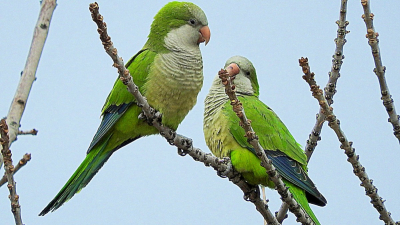 Se complican los cultivos y la horticultura por ataques de aves en el Nea
