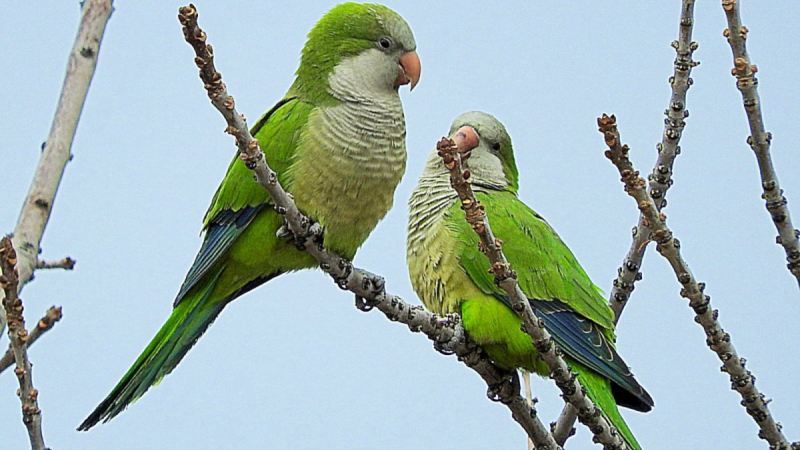 Se complican los cultivos y la horticultura por ataques de aves en el Nea
