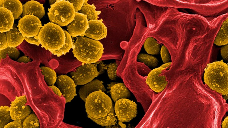 La amenaza de las superbacterias
