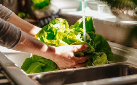 lechuga3.jpg