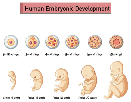 desarrollo-embrionario-humano.jpg