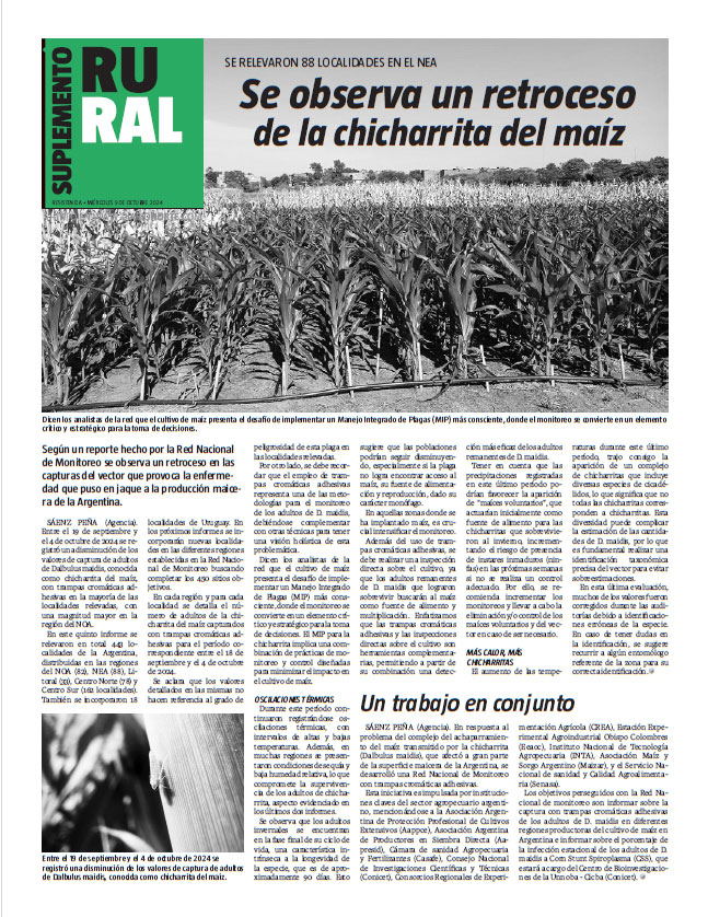 Se observa un retroceso de la chicharrita del maíz