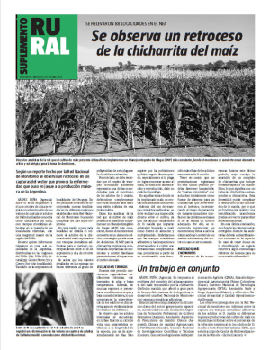 Se observa un retroceso de la chicharrita del maíz