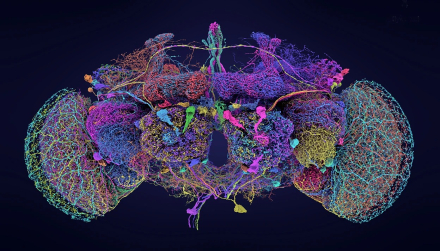 nature_fruit_fly2.jpg