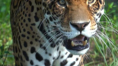 El yaguareté brasileño Porá se sumó a los jaulones del Parque Nacional El Impenetrable