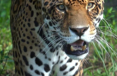 El yaguareté brasileño Porá se sumó a los jaulones del Parque Nacional El Impenetrable