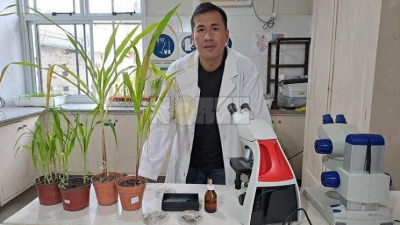 Identifican el hongo causante del tizón foliar que ataca al maíz en el Chaco