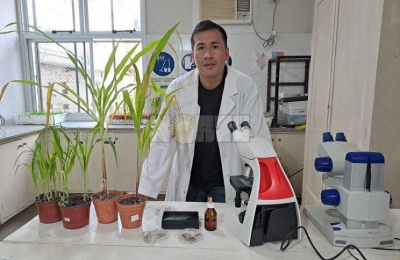 Identifican el hongo causante del tizón foliar que ataca al maíz en el Chaco
