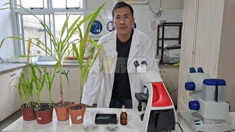Identifican el hongo causante del tizón foliar que ataca al maíz en el Chaco