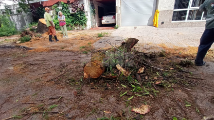 arbol caido octubre 5.jpg