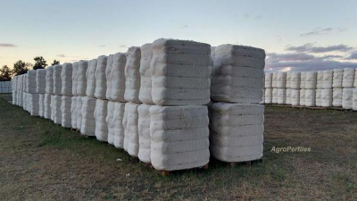 Los precios de la fibra de algodón continúan estables desde hace un mes