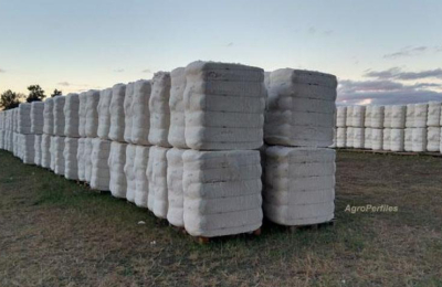 Los precios de la fibra de algodón continúan estables desde hace un mes