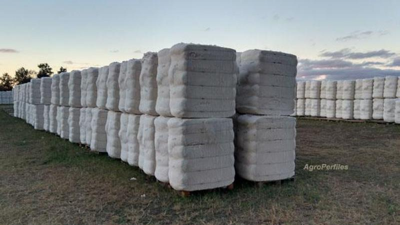 Los precios de la fibra de algodón continúan estables desde hace un mes