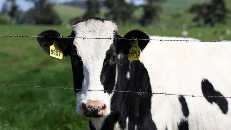 Detectan el virus de la gripe aviar en leche cruda de una granja de California