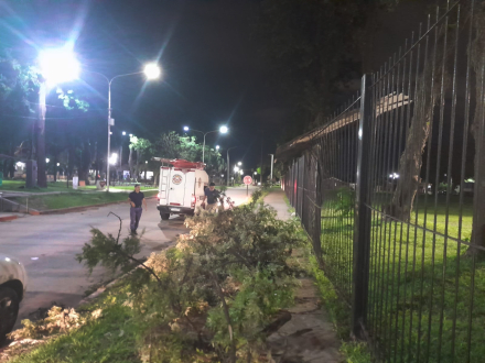 arbol2.jpg