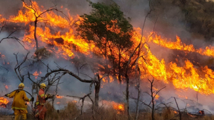 incendios.jpg