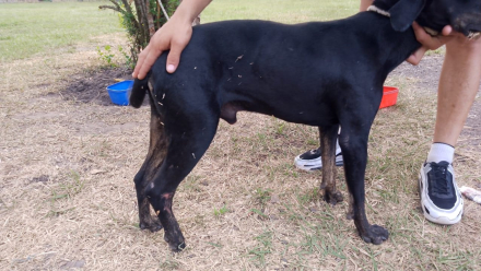 perrito negro 1.jpg