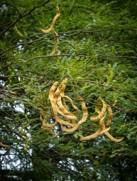 ALGARROBA6.jpg
