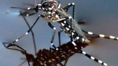 Aumentan los casos probables de dengue, pero aún no hay positivos en el Chaco