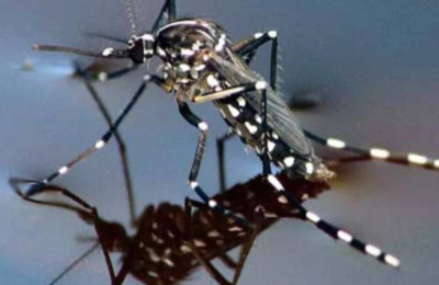 Aumentan los casos probables de dengue, pero aún no hay positivos en el Chaco
