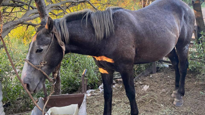 Detuvieron a dos de los tres acusados de matar al caballo Alfonsín