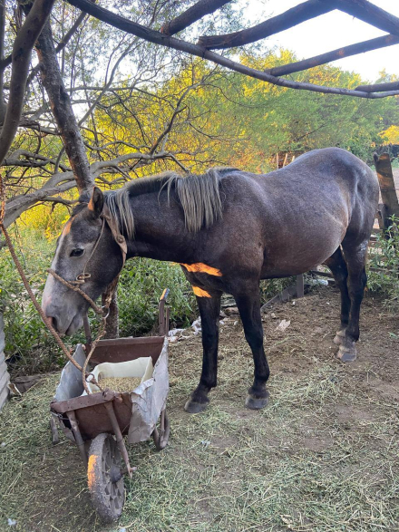 Alfonsin caballo 1.jpg