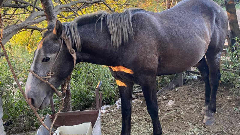 Detuvieron a dos de los tres acusados de matar al caballo Alfonsín
