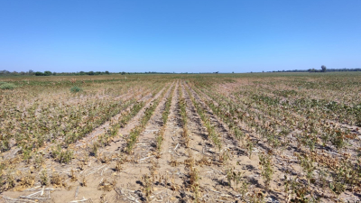 El aparato productivo en crisis: cosechas perdidas y con escasas reservas de agua