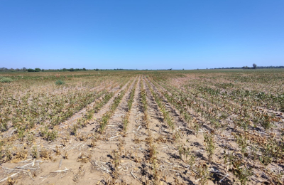 El aparato productivo en crisis: cosechas perdidas y con escasas reservas de agua