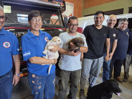 perros labradores 4.jpg