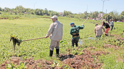 Los Carpinchos, el equipo municipal que mantiene limpios ríos y lagunas