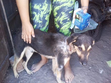 perrito cuidado proteccionistas.jpeg