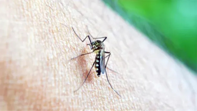Alerta en Santa Fe por un fuerte aumento de casos de dengue