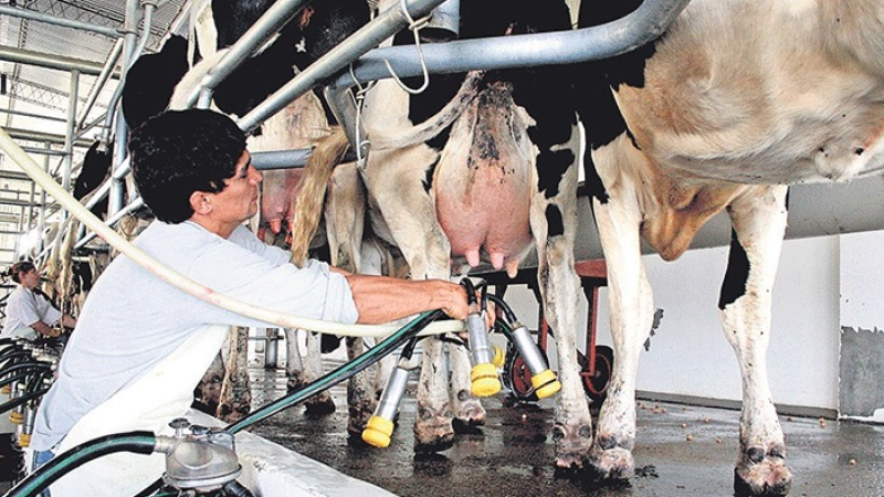 Más de 1.000 tambos cerraron en el último año y medio