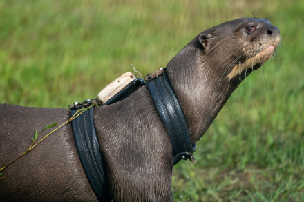Nutria gigante recinto arnes -06 2025- Lucinda Di Martino-13.jpg