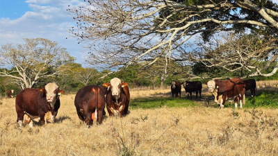 Ochenta toros de alta genética se preparan para el gran remate 