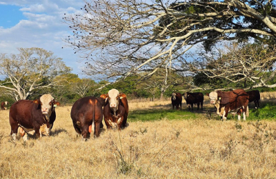 Ochenta toros de alta genética se preparan para el gran remate 