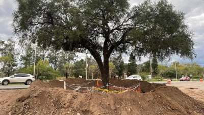 Fue removido el tricentenario quebracho de Villa Allende