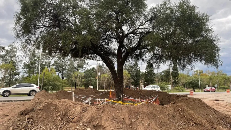 Fue removido el tricentenario quebracho de Villa Allende