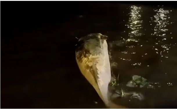 ballena muerta.JPG