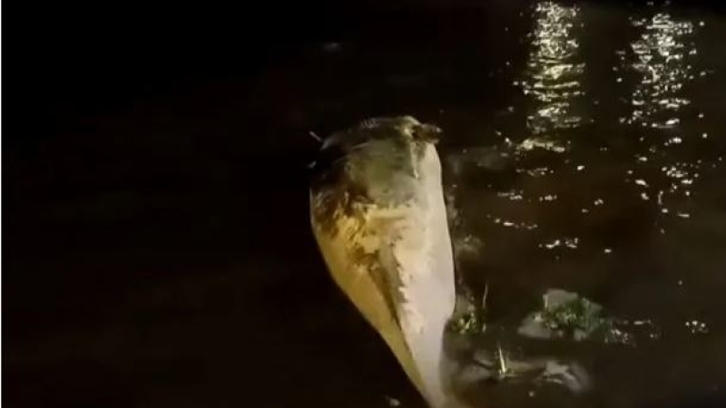 Apareció otra ballena muerta en el Río de la Plata: ahora, en Costanera Norte