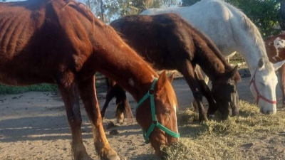 El abandono de caballos muestra dos situaciones extremas de maltrato