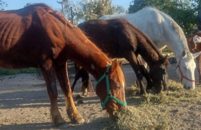 El abandono de caballos muestra dos situaciones extremas de maltrato